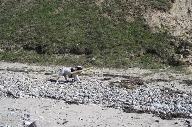 Påskebilleder - billede 6