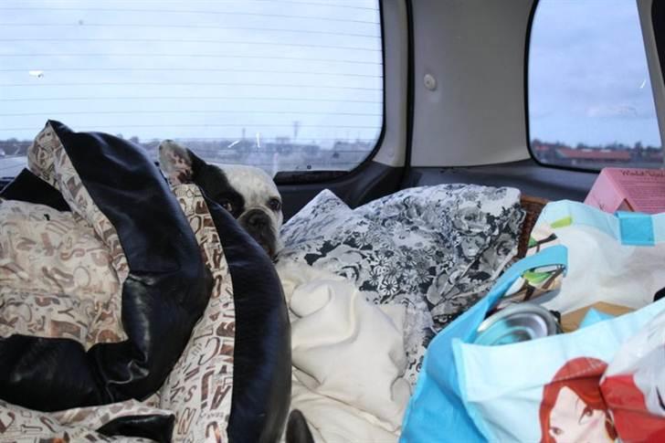 Påskebilleder - - "Jeg er jo lige her - vi er på vej til sommerhus" billede 7