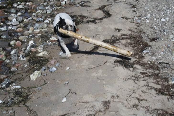 Påskebilleder - - "Så er der brænde til ovnen" billede 8