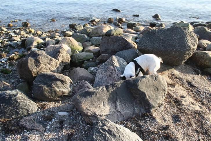 Påskebilleder - - "Mon der er nogen, der har tabt en 2-krone?" billede 9
