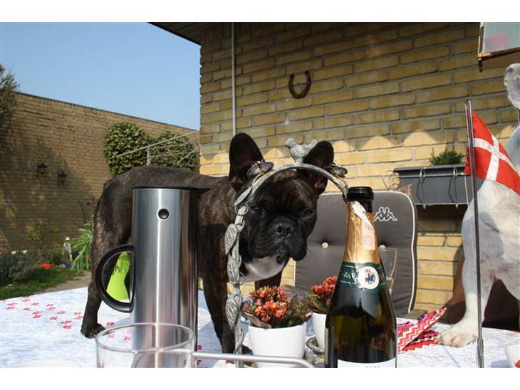 {{currentPhoto.altText}} billede {{currentPhoto.number}}