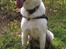 Beskidt hund :) - Efter en tur i hunden skoven... Kan man godt blive lidt beskidt