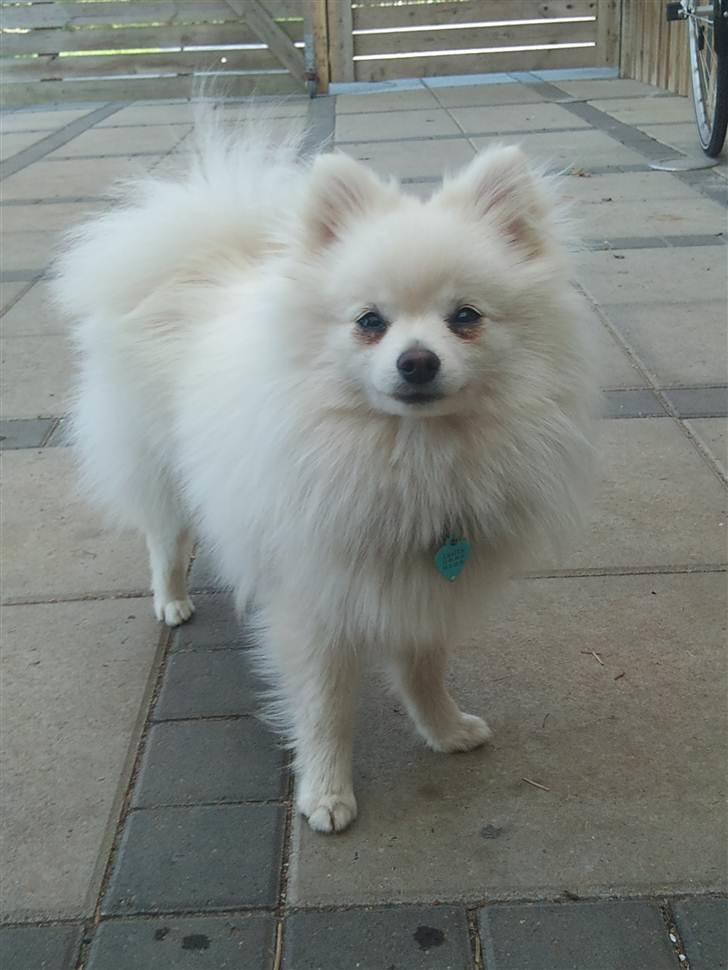 Lidt billeder i det gode vejr billede 2