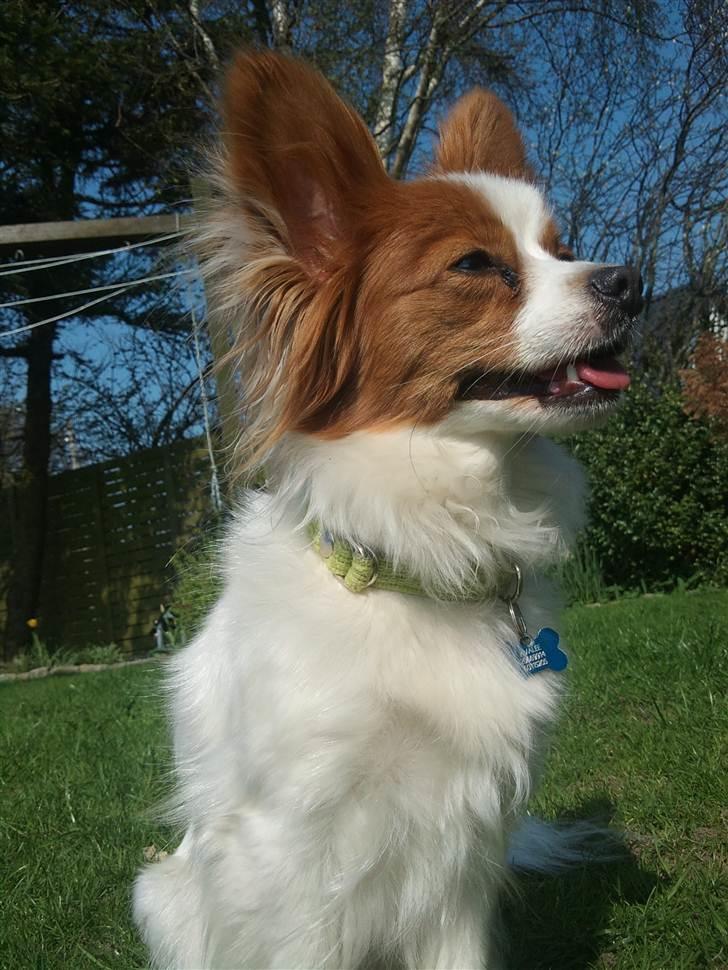 Lidt billeder i det gode vejr billede 3