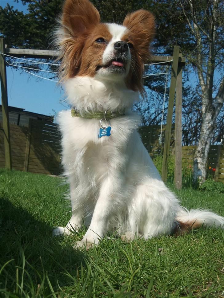 Lidt billeder i det gode vejr billede 4