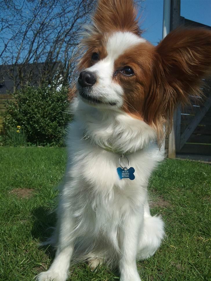 Lidt billeder i det gode vejr billede 5