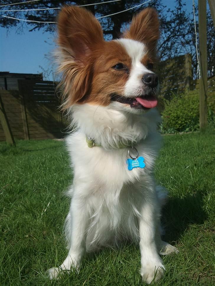 Lidt billeder i det gode vejr billede 7