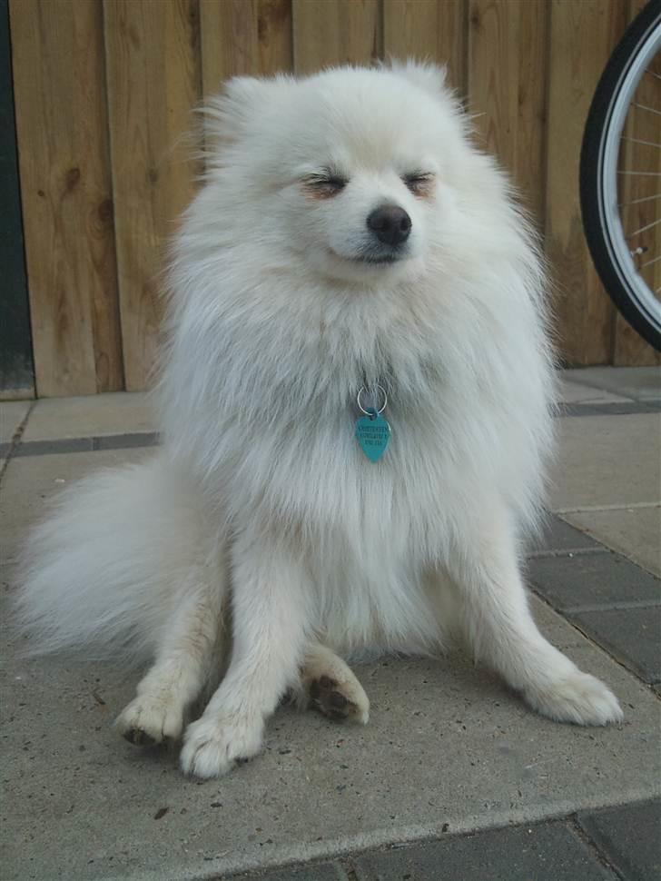 Lidt billeder i det gode vejr billede 9