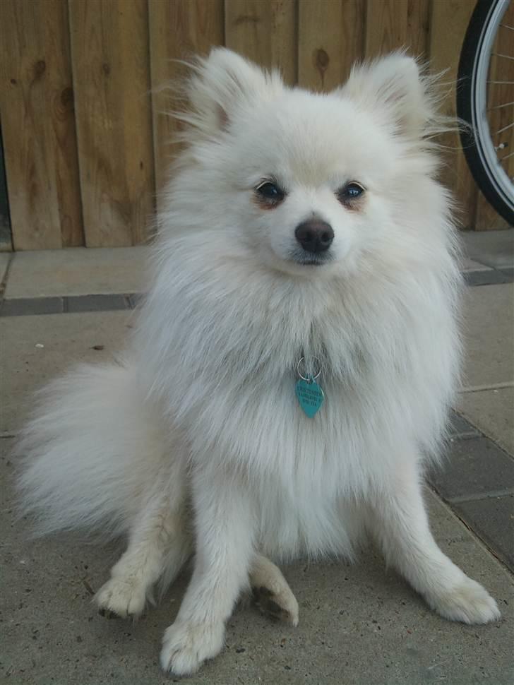 Lidt billeder i det gode vejr billede 10