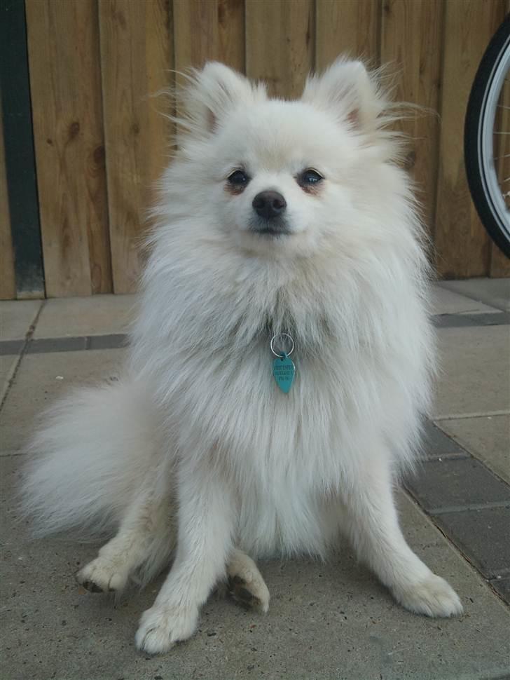 Lidt billeder i det gode vejr billede 11