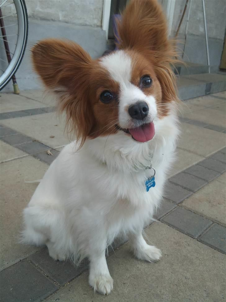 Lidt billeder i det gode vejr billede 12