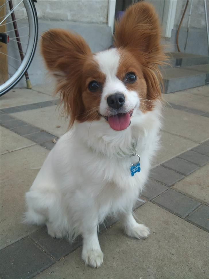 Lidt billeder i det gode vejr billede 13