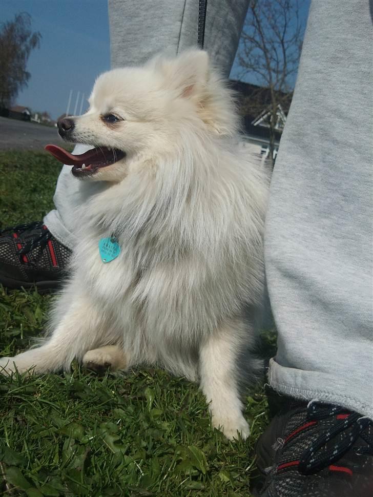 Lidt billeder i det gode vejr billede 15