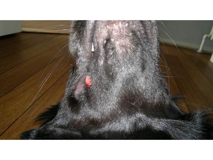 {{currentPhoto.altText}} billede {{currentPhoto.number}}