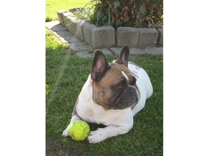 {{currentPhoto.altText}} billede {{currentPhoto.number}}