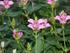 havens blomster 
