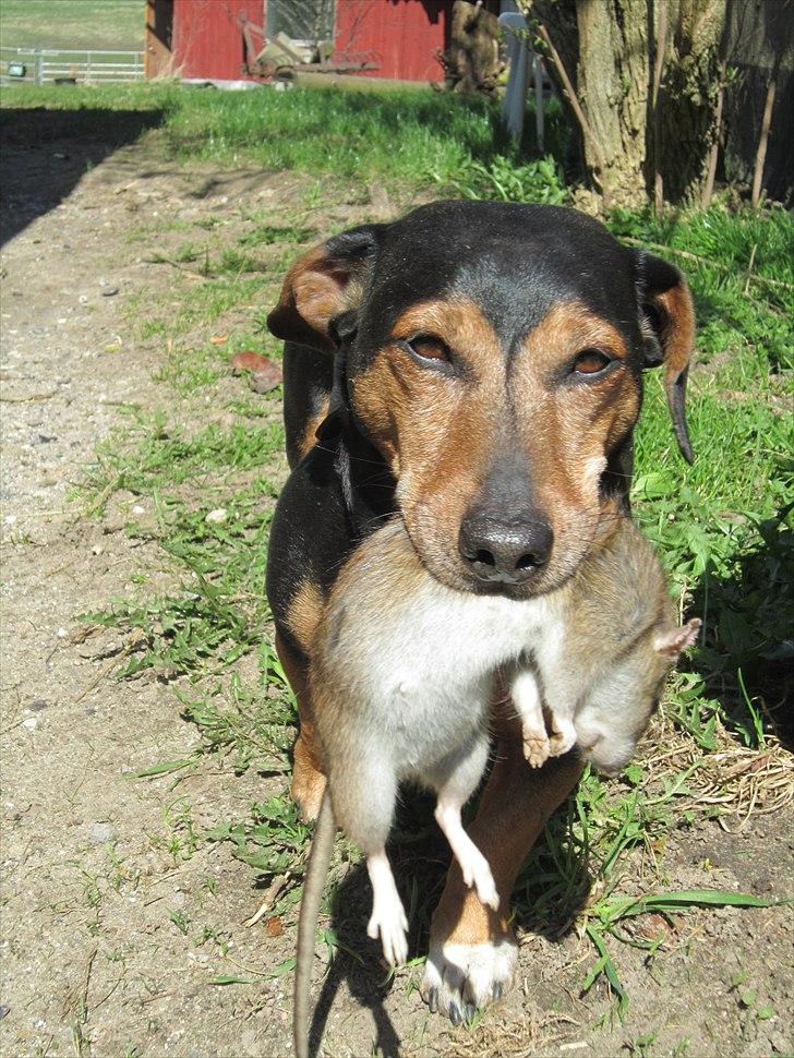 Jack's Fangst! Kæmpe rotte O:! billede 1