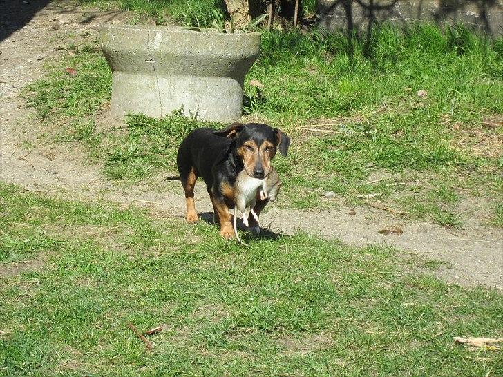 Jack's Fangst! Kæmpe rotte O:! billede 2