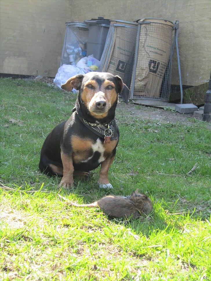 Jack's Fangst! Kæmpe rotte O:! billede 3