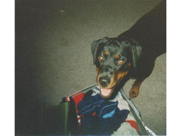 {{currentPhoto.altText}} billede {{currentPhoto.number}}