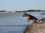 Vand hund