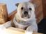 Norsk Buhund hvalpe - 3 Miss Bailey