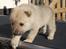 Norsk Buhund hvalpe - 1