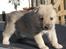 Norsk Buhund hvalpe - 1