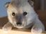 Norsk Buhund hvalpe - 1