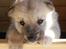 Norsk Buhund hvalpe - 1