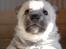 Norsk Buhund hvalpe - 1