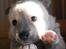 Norsk Buhund hvalpe - 1