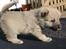 Norsk Buhund hvalpe - 2