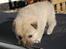 Norsk Buhund hvalpe - 2