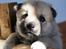 Norsk Buhund hvalpe - 2