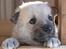 Norsk Buhund hvalpe - 2