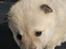 Norsk Buhund hvalpe - 3