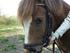 min pony