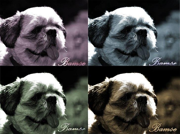Bamse som maleri billede 2