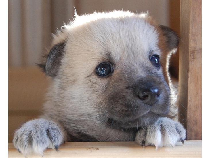 Norsk Buhund hvalpe - 2 billede 2
