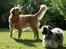 Lhasa Apso Ny klipning