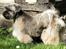 Lhasa Apso Ny klipning
