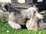 Lhasa Apso Ny klipning