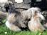 Lhasa Apso Ny klipning