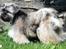 Lhasa Apso Ny klipning