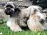 Lhasa Apso Ny klipning
