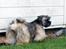 Lhasa Apso Ny klipning