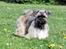 Lhasa Apso Ny klipning - Lhasa Apso i en ny klip :-O