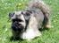 Lhasa Apso Ny klipning