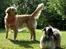 Lhasa Apso Ny klipning